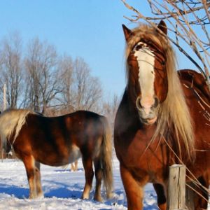 Chevaux Majestueux en Hiver