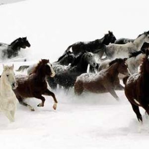 Chevaux Courant dans la Neige