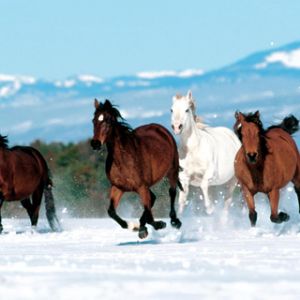 Chevaux courant dans la neige