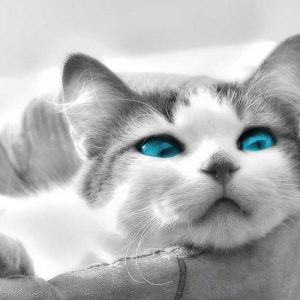 Chat Mignon aux Yeux Bleus