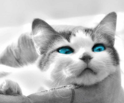 Chat Mignon aux Yeux Bleus