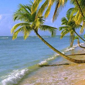 Plage Tropicale avec Palmiers