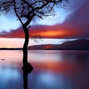 Reflet d'Arbre au Coucher de Soleil Serein