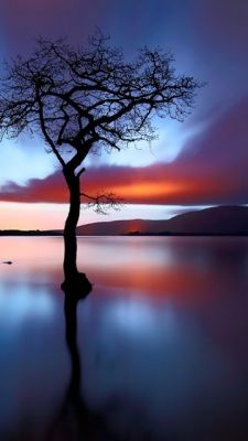 Reflet d'Arbre au Coucher de Soleil Serein