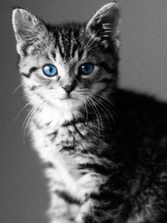 Chaton aux Yeux Bleus