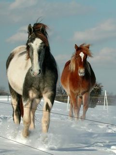 Chevaux dans un Paysage Neigeux