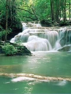Cascade Sereine dans une Forêt Luxuriante