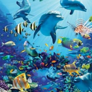 Aventure Sous-Marine des Dauphins