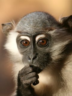 Portrait de Singe Curieux
