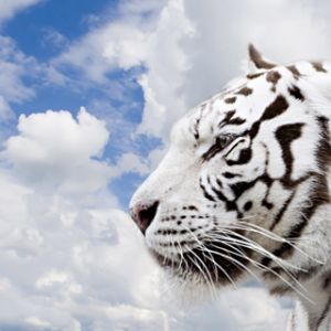 Profil de Tigre Blanc