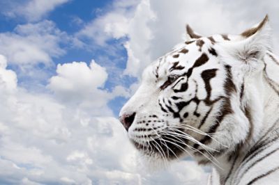 Profil de Tigre Blanc