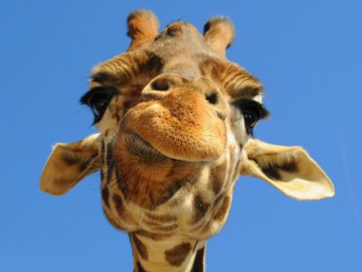 Giraffe en Gros Plan