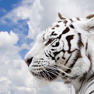 Tigre Blanc Majestueux