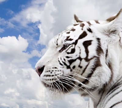Tigre Blanc Majestueux