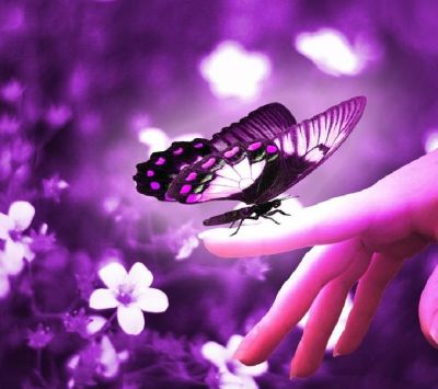 Papillon Violet sur la Main