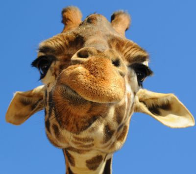 Giraffe en Gros Plan