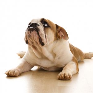 Bulldog mignon allongé