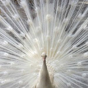Paon Blanc en Exposition