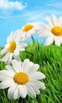 Belles Marguerites dans l'Herbe Verte