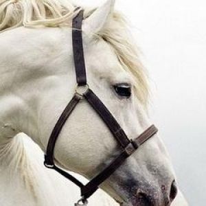 Cheval Blanc Majestueux