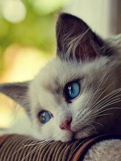 Chat Mignon aux Yeux Bleus