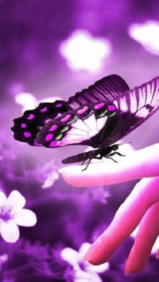 Papillon sur la Main