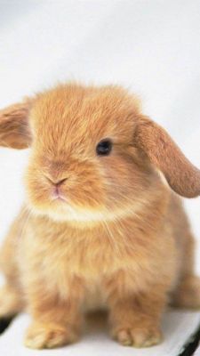 Lapin Mignon