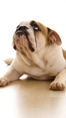 Bulldog Mignon Se Reposant