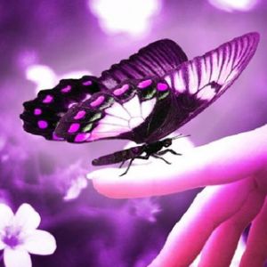 Papillon sur la Main