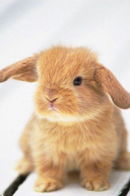 Lapin Mignon