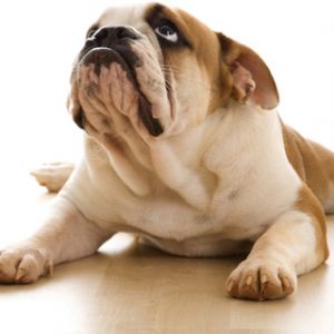 Bulldog Adorable au Repos