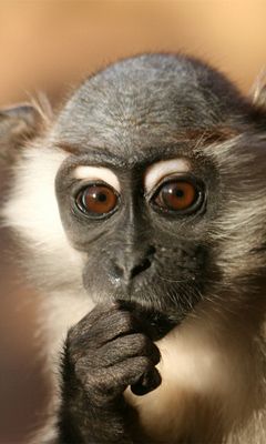 Singe Pensif