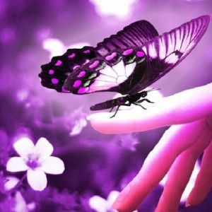Papillon Violet sur Main