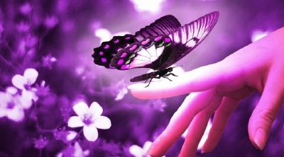 Papillon Violet sur Main