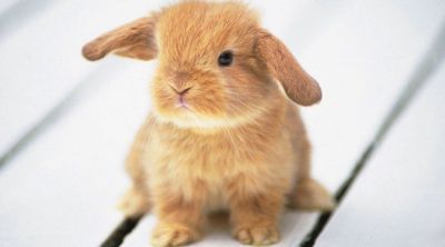 Lapin Mignon
