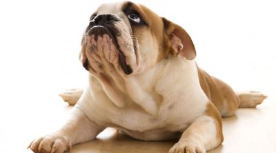 Chiot Bulldog Adorable
