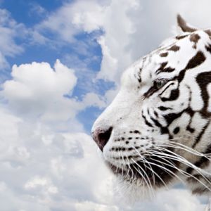 Tigre Blanc Contre Ciel Bleu