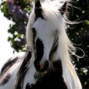 Cheval Noir et Blanc Majestueux