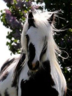 Cheval Noir et Blanc Majestueux