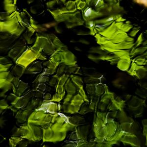Reflet Vert de la Nature