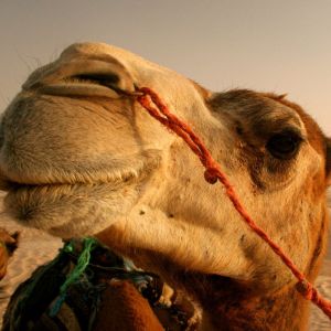 Portrait de chameau en gros plan