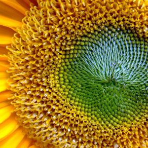 Gros plan sur un tournesol vibrant