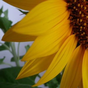 Gros Plan de Tournesol