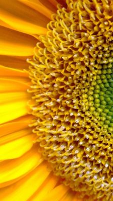 Gros plan sur un tournesol vibrant