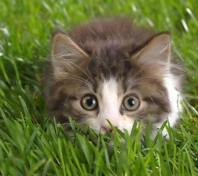 Chaton Mignon dans l'Herbe