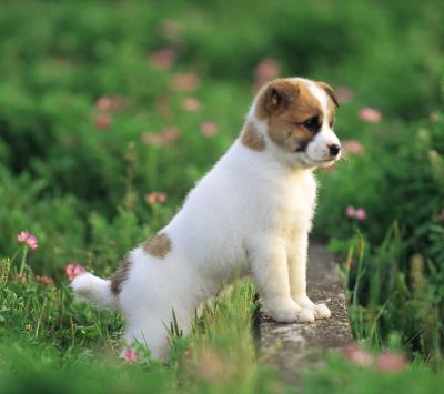 Chiot Mignon dans un Champ