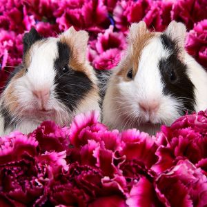 Cochons d'Inde Mignons dans les Fleurs