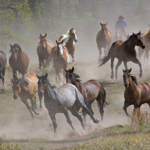 Chevaux Sauvages Courant
