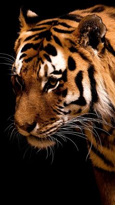Gros Plan de Tigre Majestueux