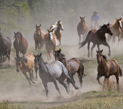 Chevaux Sauvages en Course